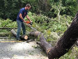 Best Storm Damage Tree Cleanup  in Berlin, NH