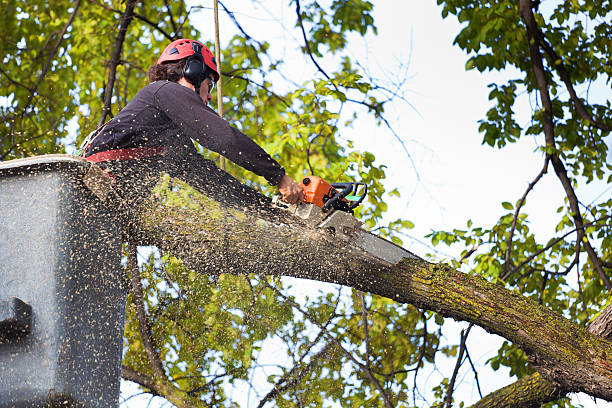 How Our Tree Care Process Works  in  Berlin, NH