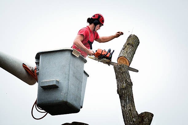 Best Tree Maintenance Programs  in Berlin, NH