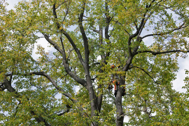 Professional Tree Removal Services in Berlin, NH